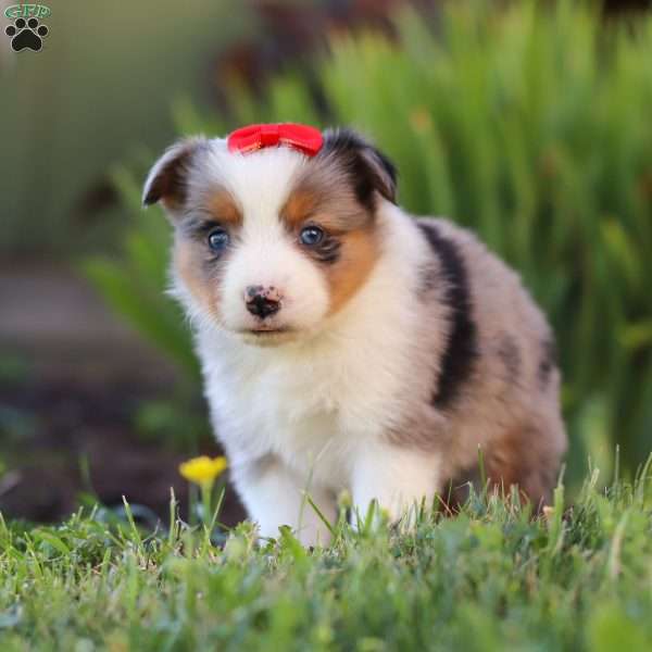 Isla, Toy Australian Shepherd Puppy